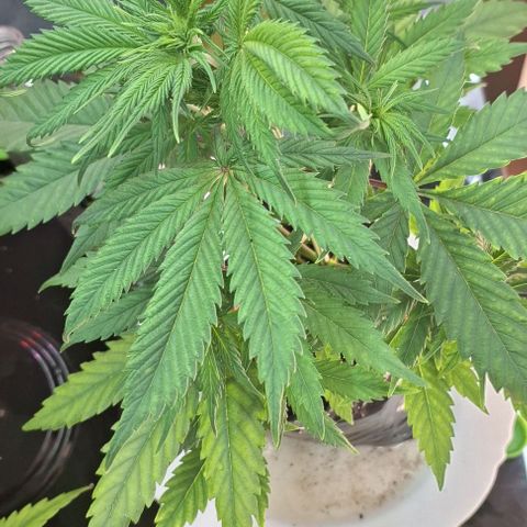 Prensado regular growlog photo: Saiu a primogênita. 