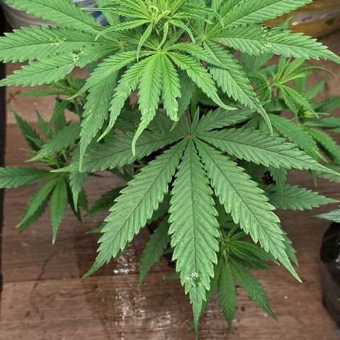 Prensado regular growlog photo:  Aparentemente parecem ser fêmeas ,más vamos ver amanhã, dia a dia pra vocês ver o processo.
Detalhe sou marinheiro de primeira viagem,más estou conseguindo chegar até aqui. Sempre estudando e me informando.