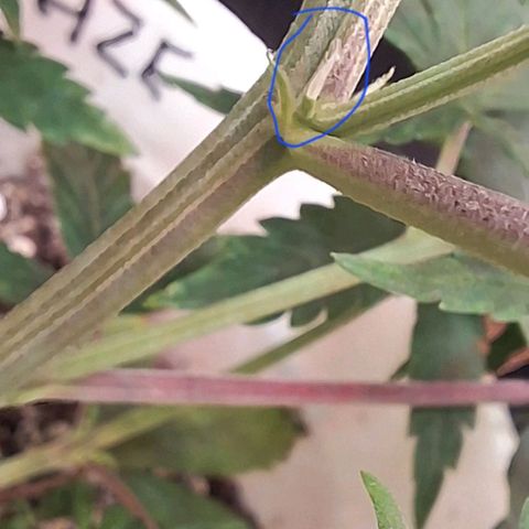 Prensado regular growlog photo:  Aparentemente parecem ser fêmeas ,más vamos ver amanhã, dia a dia pra vocês ver o processo.
Detalhe sou marinheiro de primeira viagem,más estou conseguindo chegar até aqui. Sempre estudando e me informando.