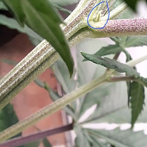 Prensado regular growlog photo:  Aparentemente parecem ser fêmeas ,más vamos ver amanhã, dia a dia pra vocês ver o processo.
Detalhe sou marinheiro de primeira viagem,más estou conseguindo chegar até aqui. Sempre estudando e me informando.