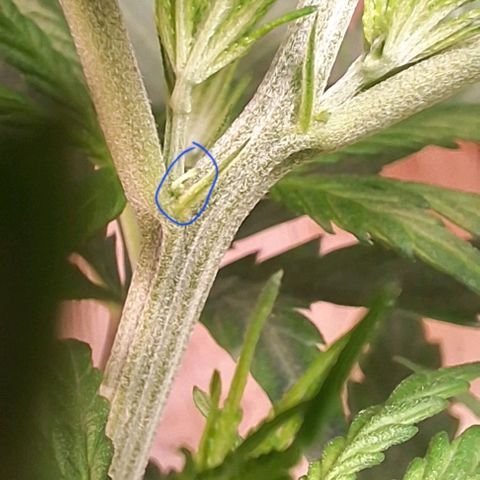 Prensado regular growlog photo:  Aparentemente parecem ser fêmeas ,más vamos ver amanhã, dia a dia pra vocês ver o processo.
Detalhe sou marinheiro de primeira viagem,más estou conseguindo chegar até aqui. Sempre estudando e me informando.