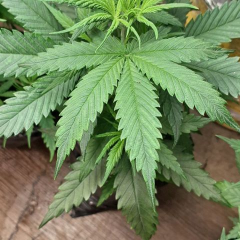 Prensado regular growlog photo:  Aparentemente parecem ser fêmeas ,más vamos ver amanhã, dia a dia pra vocês ver o processo.
Detalhe sou marinheiro de primeira viagem,más estou conseguindo chegar até aqui. Sempre estudando e me informando.