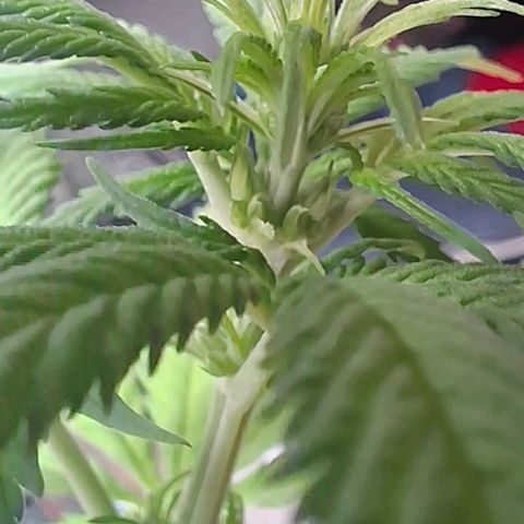Prensado regular growlog timeline photo
