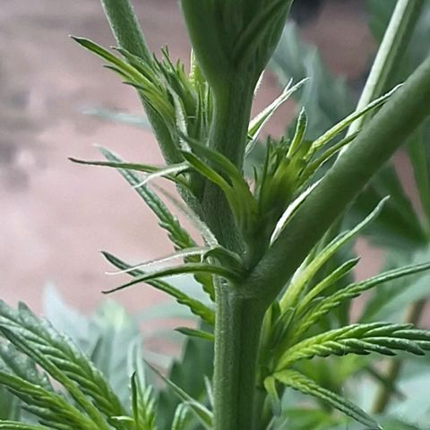 Prensado regular growlog timeline photo