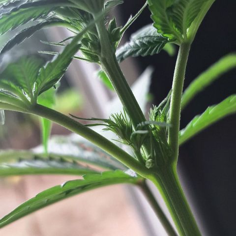 Prensado regular growlog timeline photo