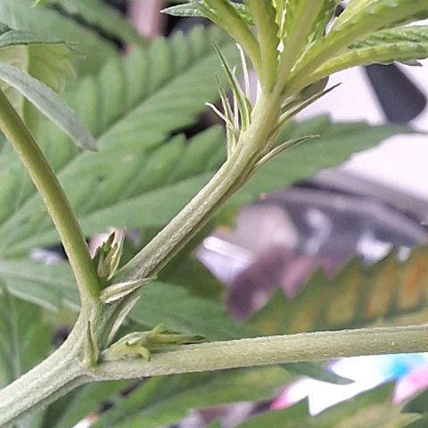 Prensado regular growlog timeline photo