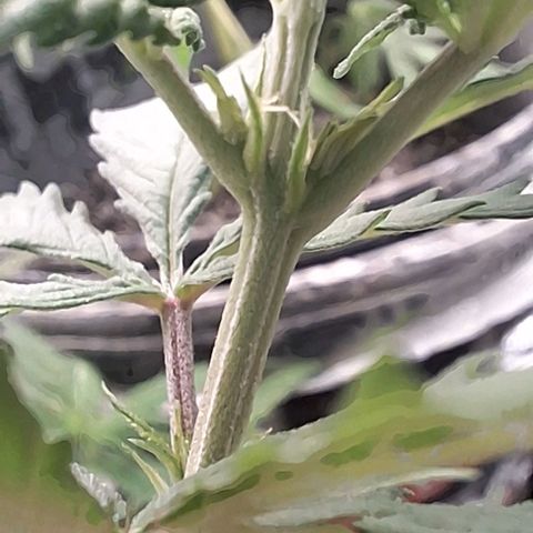 Prensado regular growlog timeline photo