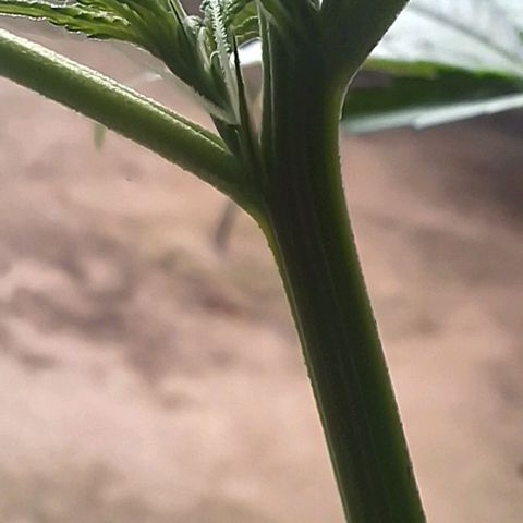 Prensado regular growlog timeline photo
