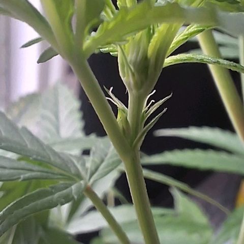 Prensado regular growlog timeline photo