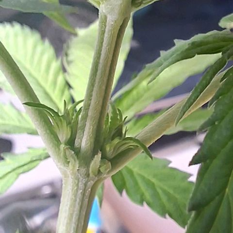Prensado regular growlog timeline photo