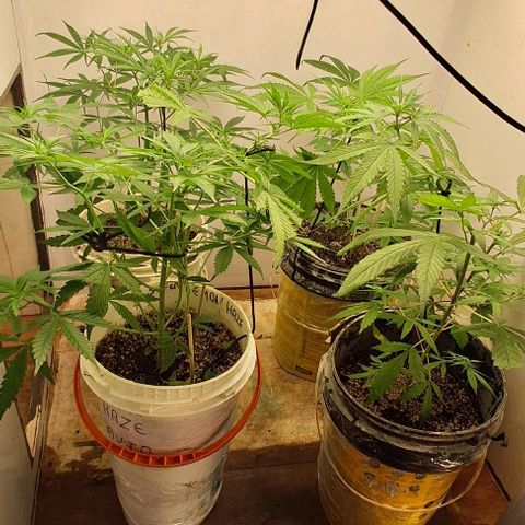 Prensado regular growlog timeline photo