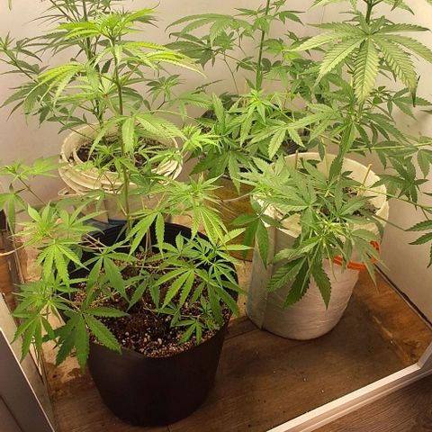 Prensado regular growlog timeline photo