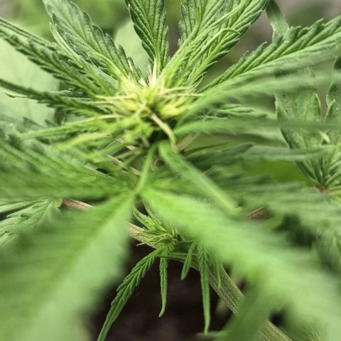 Prensado regular growlog timeline photo