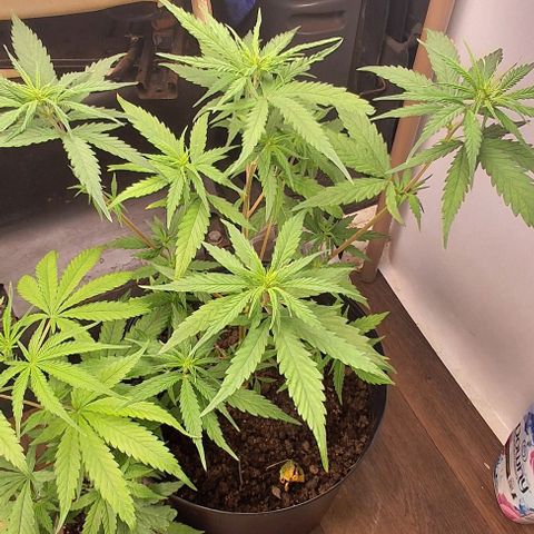 Prensado regular growlog timeline photo