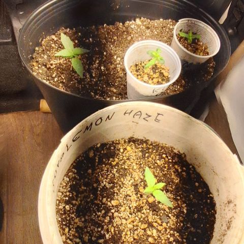 Prensado regular growlog timeline photo