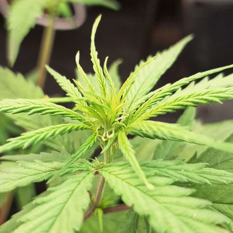 Prensado regular growlog timeline photo