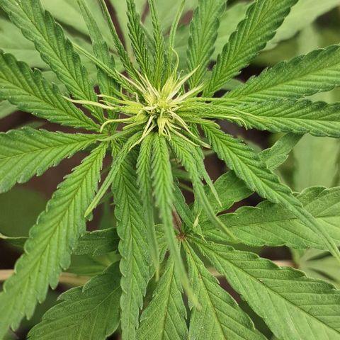 Prensado regular growlog timeline photo