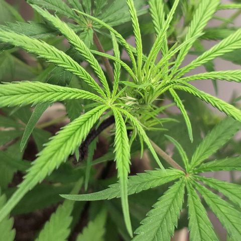 Prensado regular growlog timeline photo