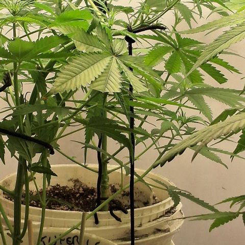 Prensado regular growlog timeline photo