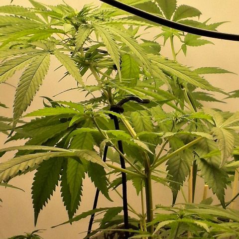 Prensado regular growlog timeline photo