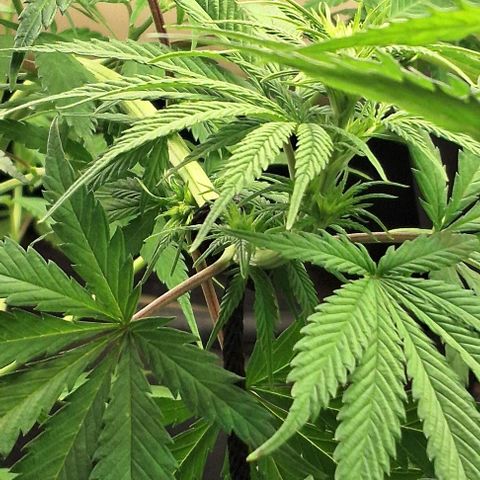 Prensado regular growlog timeline photo