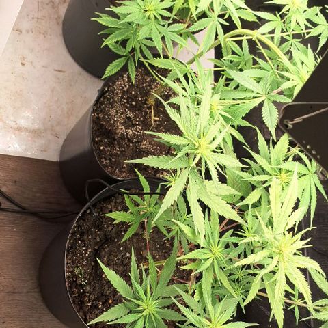 Prensado regular growlog photo: Colocando as redinhas para ajudar a segurar os brotos.