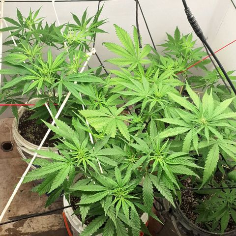 Prensado regular growlog photo: Colocando as redinhas para ajudar a segurar os brotos.