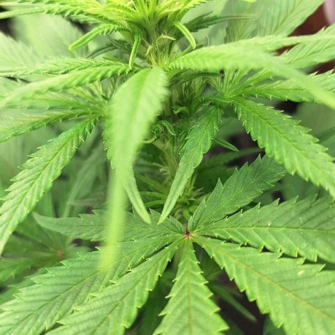 Prensado regular growlog photo: Tudo em oredem