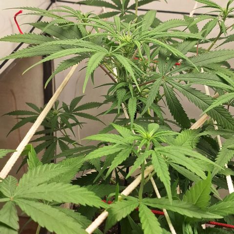 Prensado regular growlog photo: Tudo em oredem