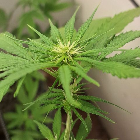 Prensado regular growlog photo: Tudo em oredem