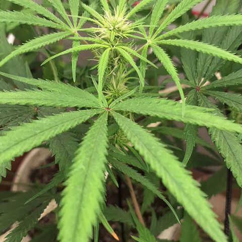 Prensado regular growlog timeline photo