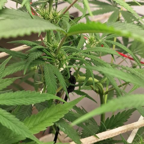 Prensado regular growlog timeline photo