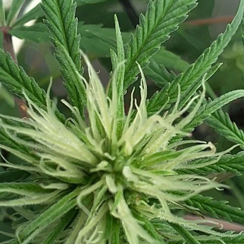 Prensado regular growlog timeline photo