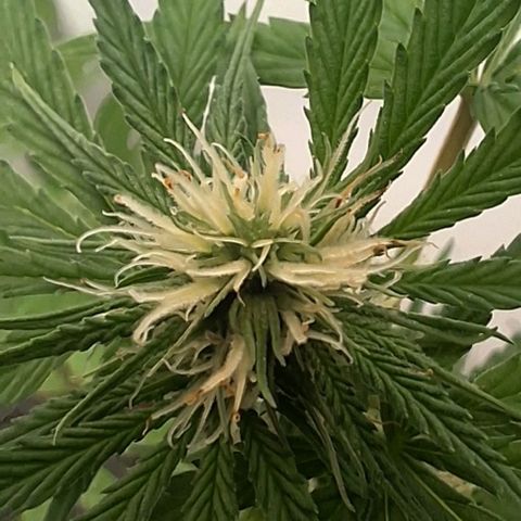 Prensado regular growlog timeline photo