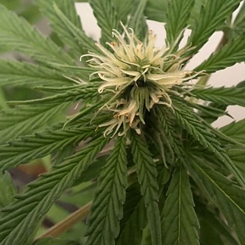 Prensado regular growlog timeline photo