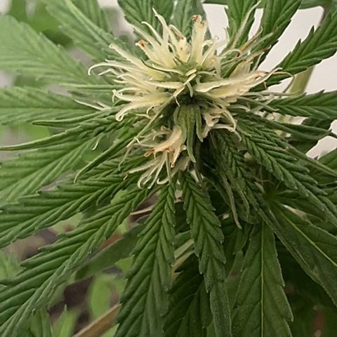 Prensado regular growlog timeline photo