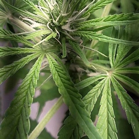 Prensado regular growlog timeline photo