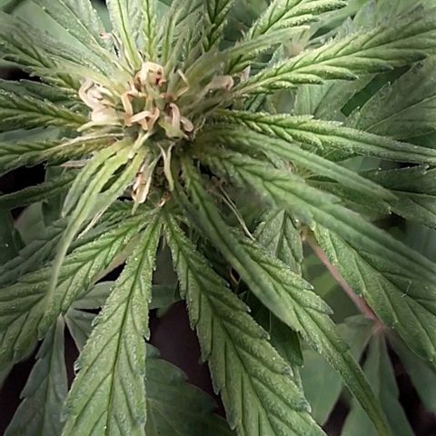 Prensado regular growlog timeline photo