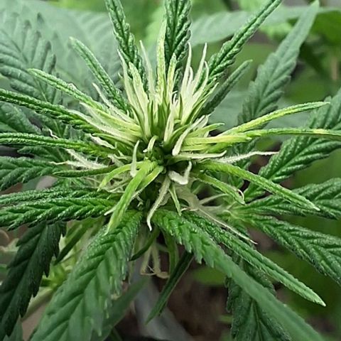 Prensado regular growlog timeline photo