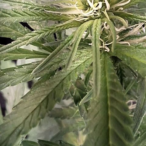 Prensado regular growlog timeline photo