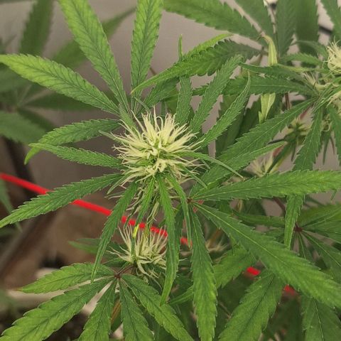 Prensado regular growlog timeline photo