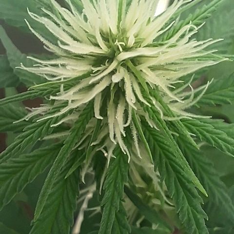 Prensado regular growlog timeline photo