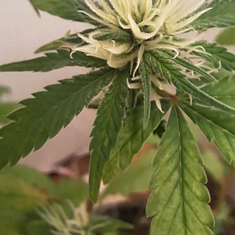 Prensado regular growlog timeline photo