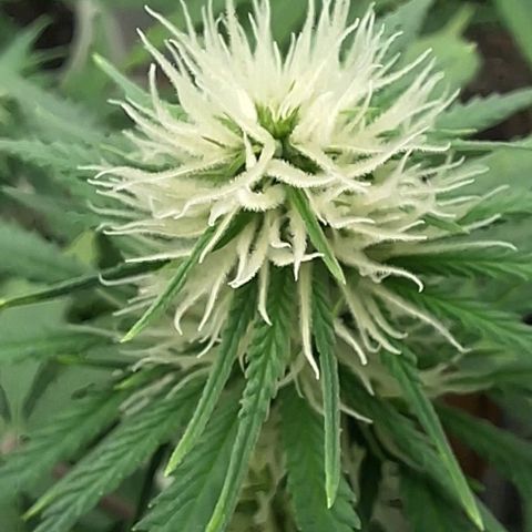 Prensado regular growlog timeline photo
