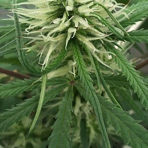 Prensado regular growlog timeline photo