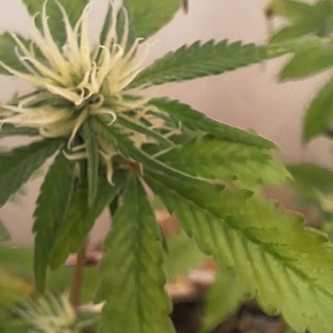 Prensado regular growlog timeline photo