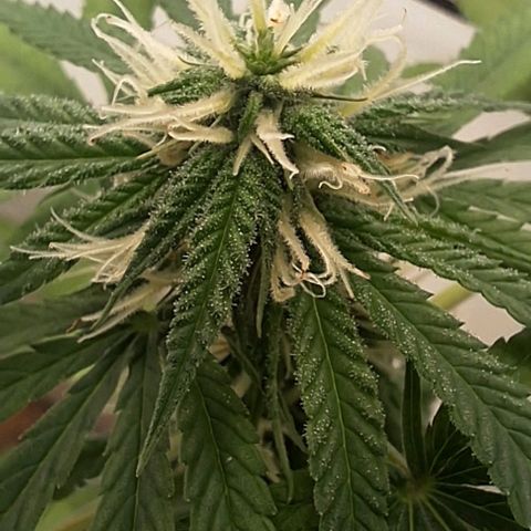 Prensado regular growlog timeline photo