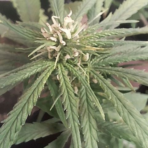 Prensado regular growlog timeline photo