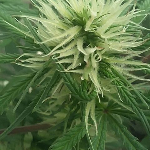 Prensado regular growlog timeline photo