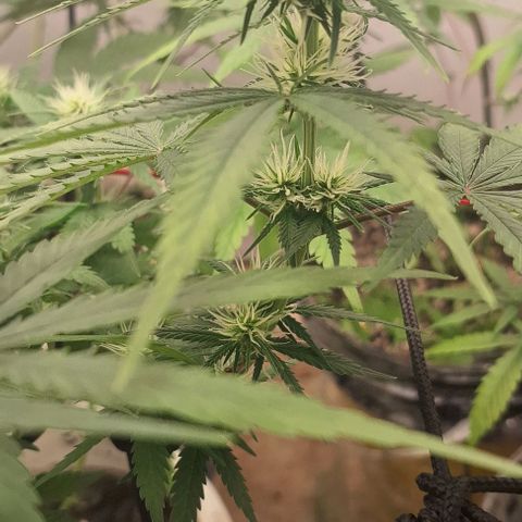 Prensado regular growlog timeline photo